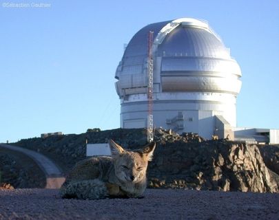 Photo of a grey fox lying in the sand in front of a silver-coloured observatory located on a hill with the blue sky as a backdrop