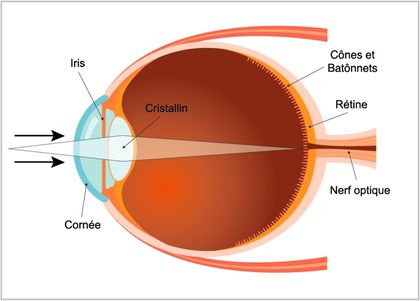 Vue de coupe d'un dessin en couleur présentant un faisceau de lumière qui pénètre les différentes parties de l'oeil humain. Chaque partie de l'oeil est identifié.